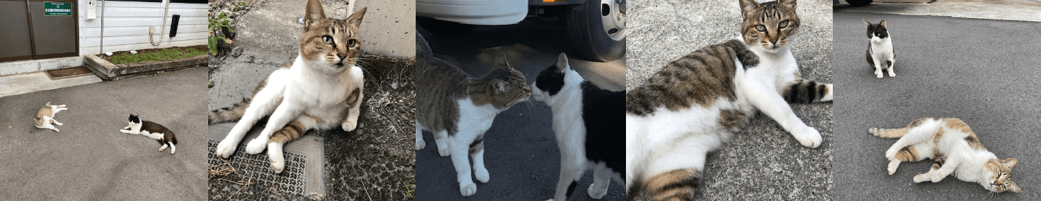 看板猫ちゃん写真